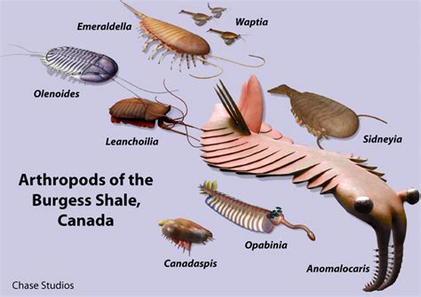 cambrian animals alive today